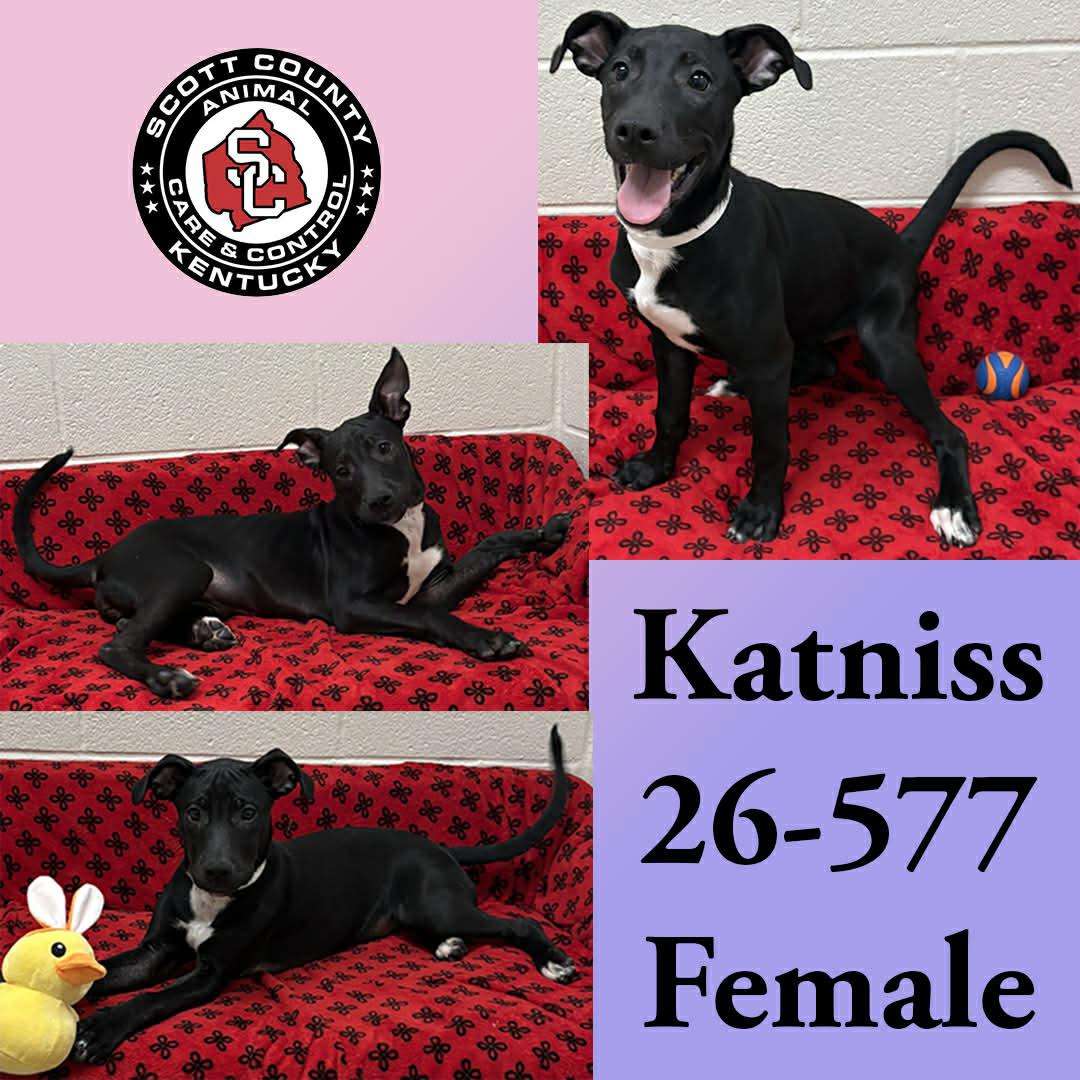 Katniss, Adoptable, Young Female Labrador Retriever.