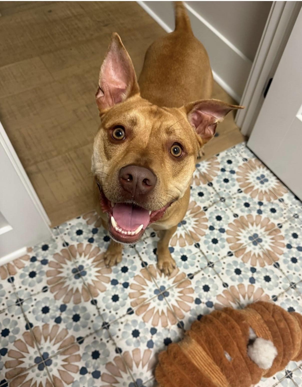 Leon, ADOPTABLE, Adult Male Mixed Breed.