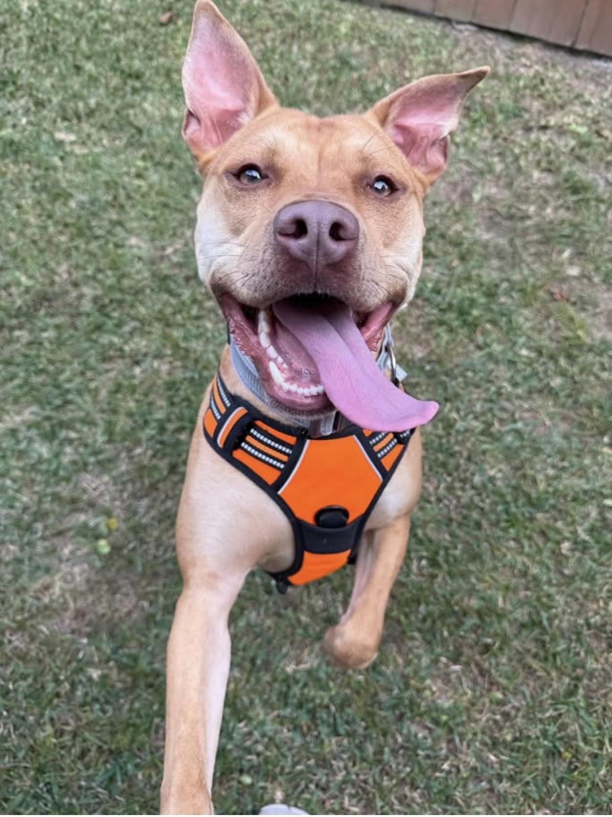 Enlarge Leon, a ADOPTABLE Mixed Breed in Rayne, LA image 3/4