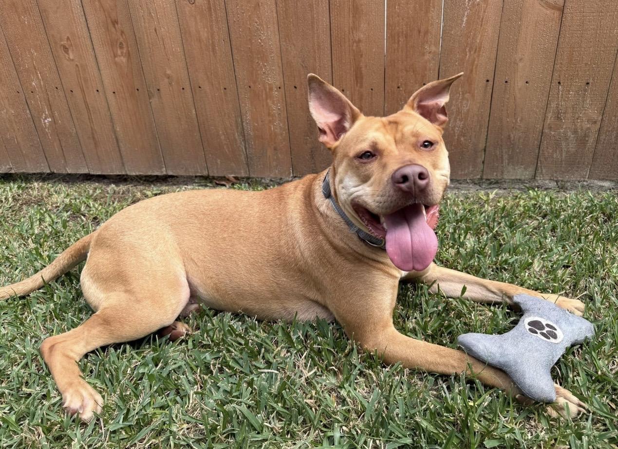 Enlarge Leon, a ADOPTABLE Mixed Breed in Rayne, LA image 4/4