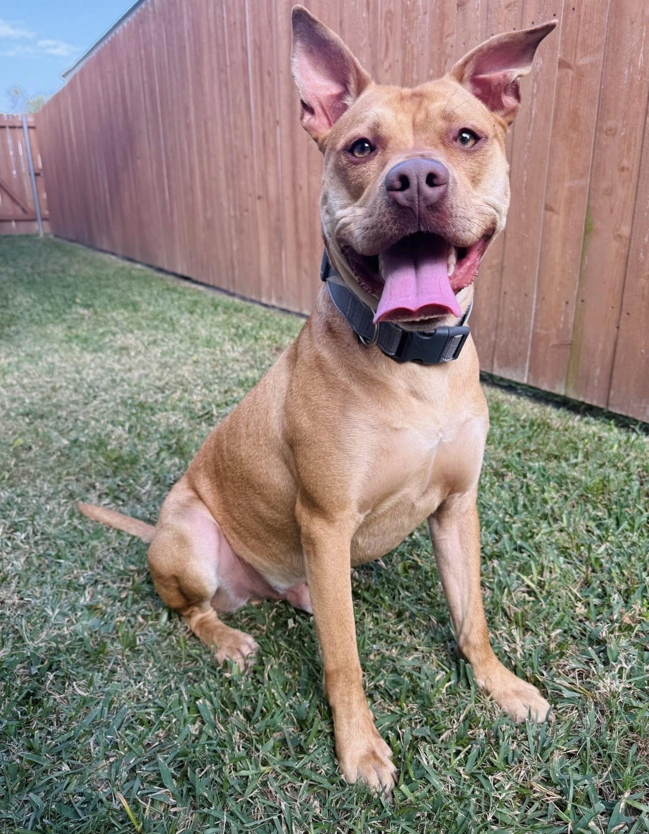Enlarge Leon, a ADOPTABLE Mixed Breed in Rayne, LA image 2/4