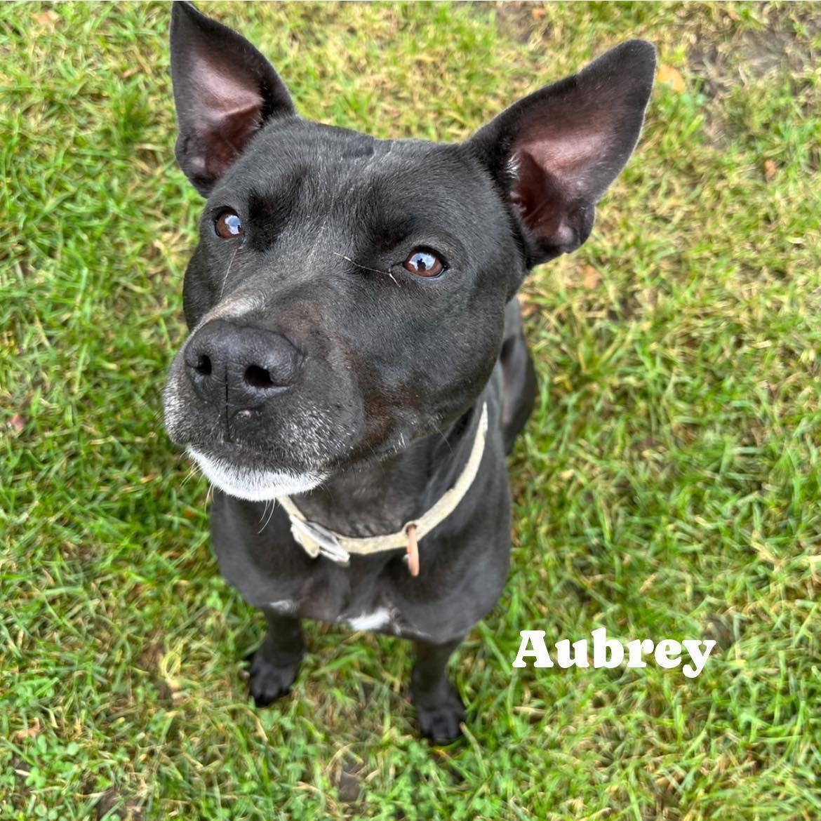 Aubrey, ADOPTABLE, Adult Female Pit Bull Terrier.