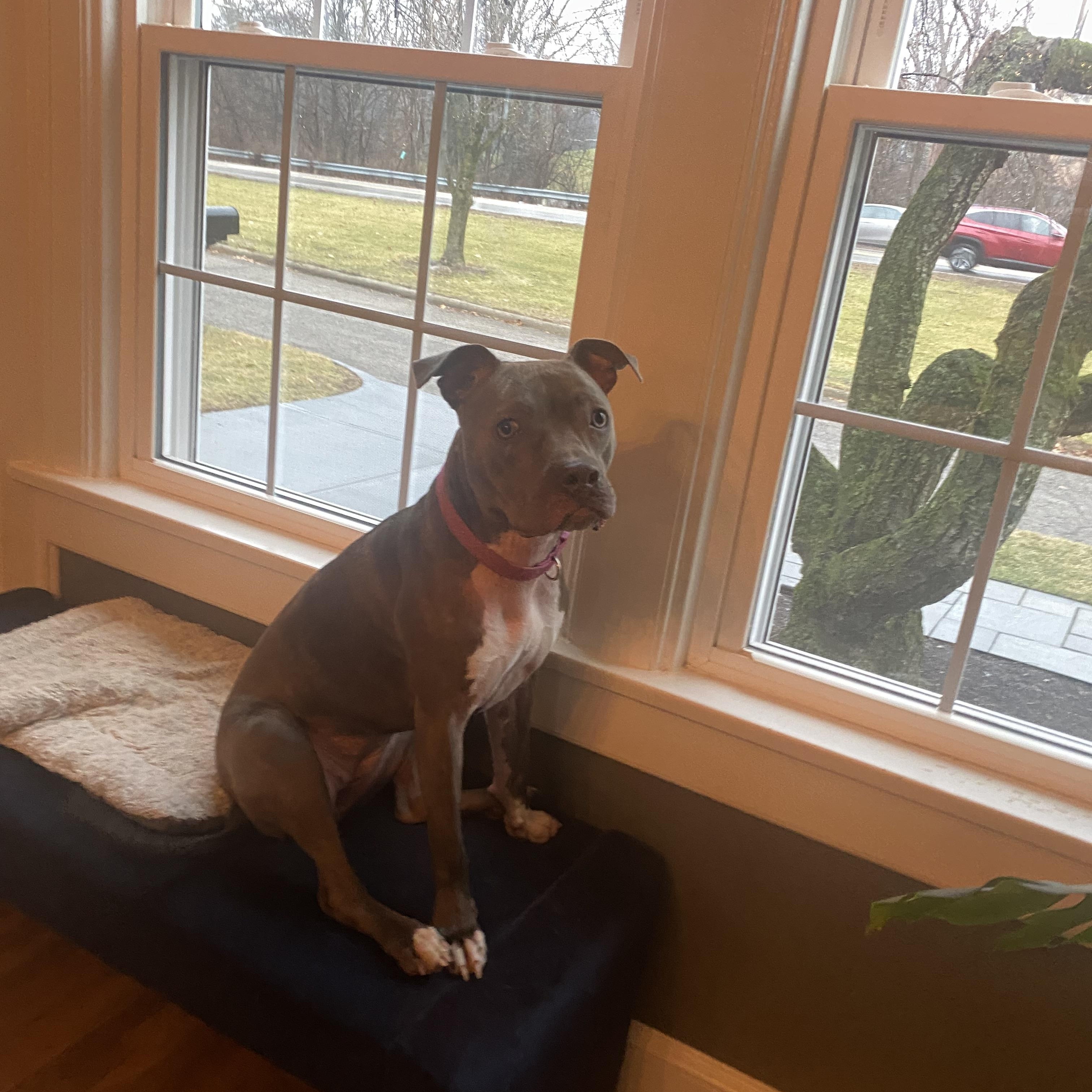 Enlarge Gretchen, a Adoptable mixed breed in Columbus, OH image 3/5