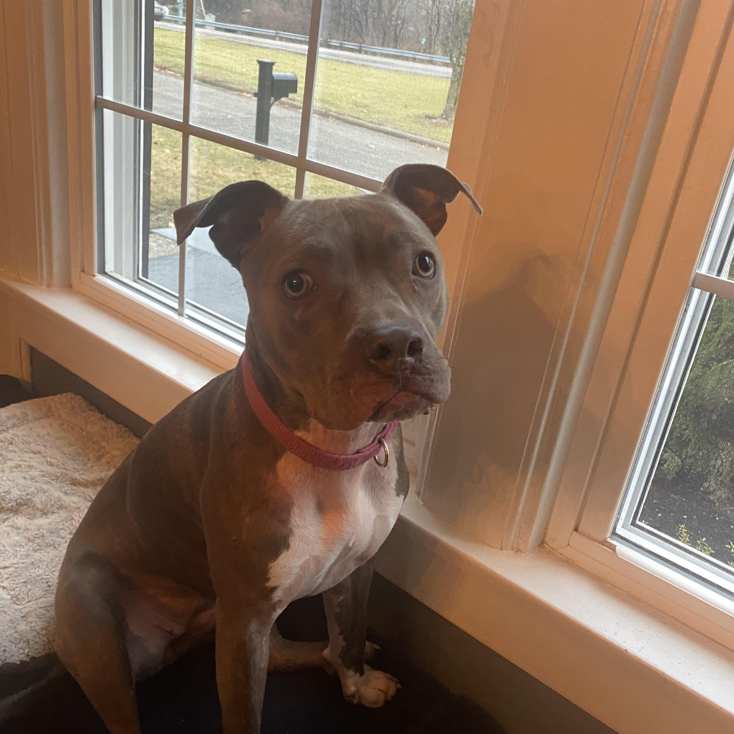 Enlarge Gretchen, a Adoptable mixed breed in Columbus, OH image 4/5