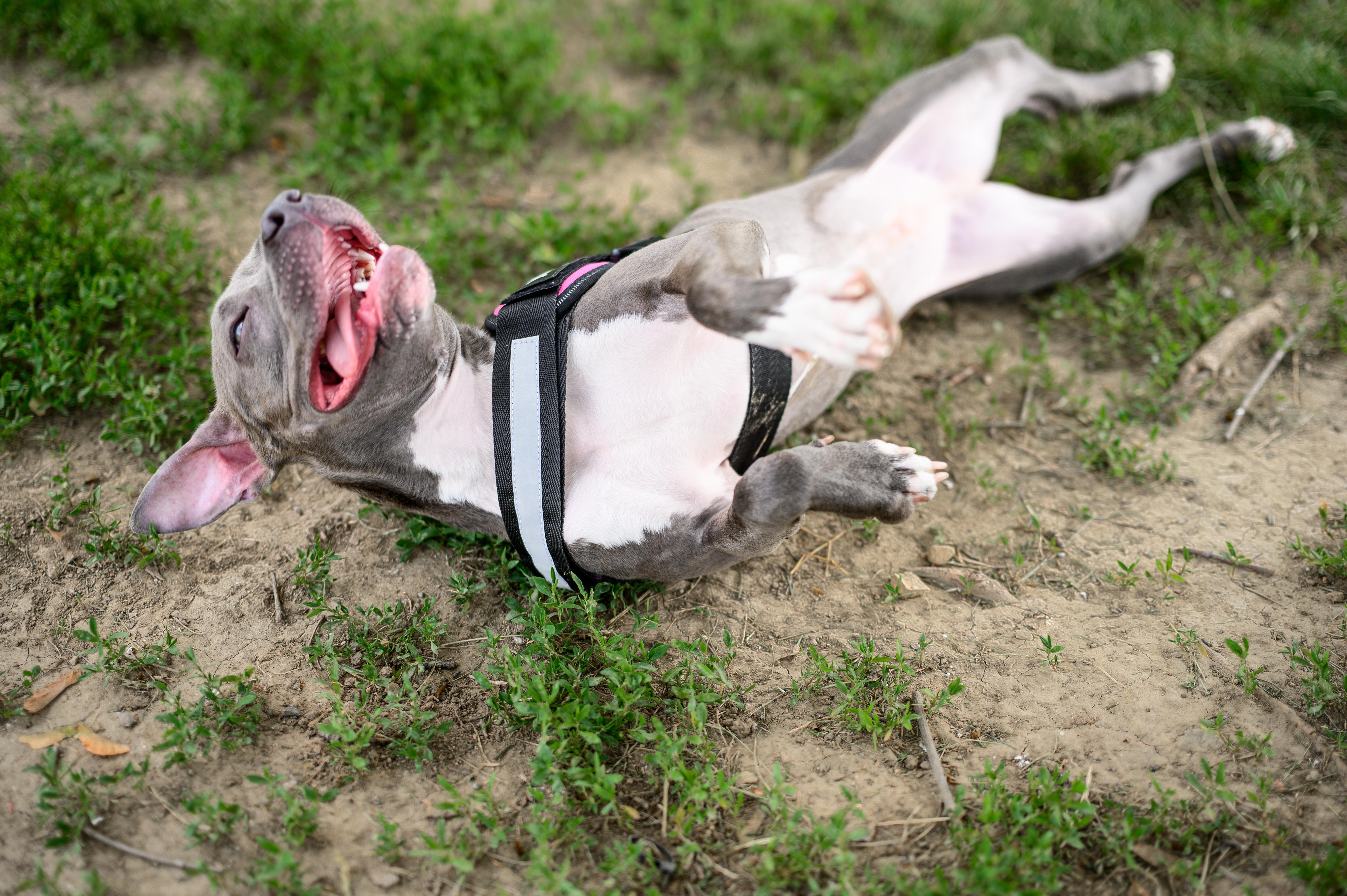 Gretchen thumbnail 3