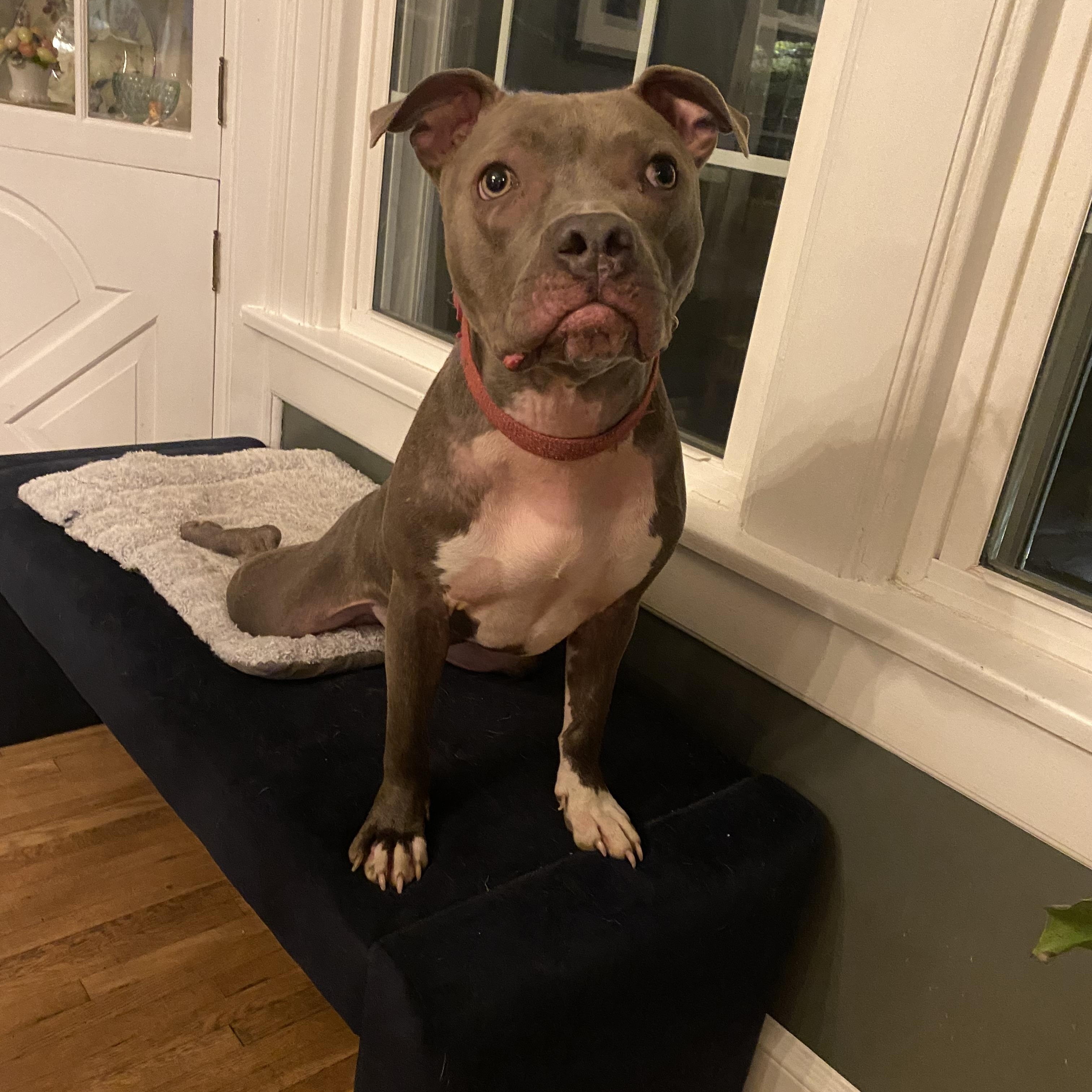 Enlarge Gretchen, a Adoptable mixed breed in Columbus, OH image 5/5