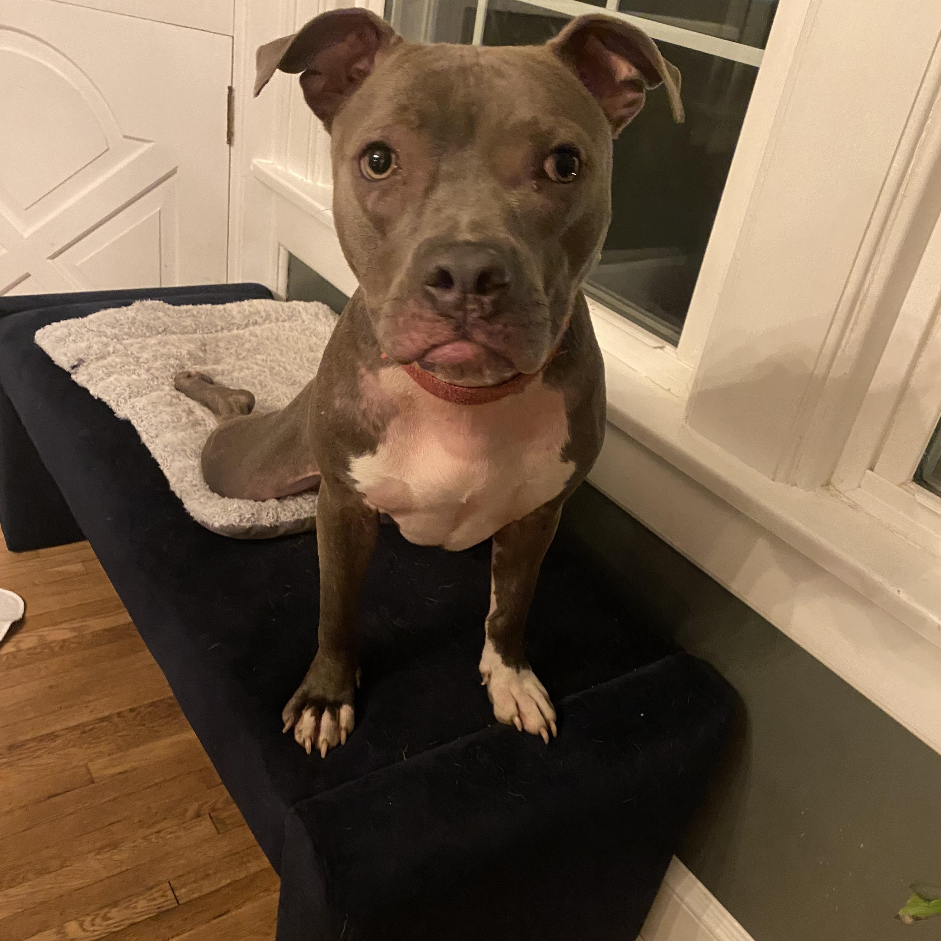 Enlarge Gretchen, a Adoptable mixed breed in Columbus, OH image 2/5