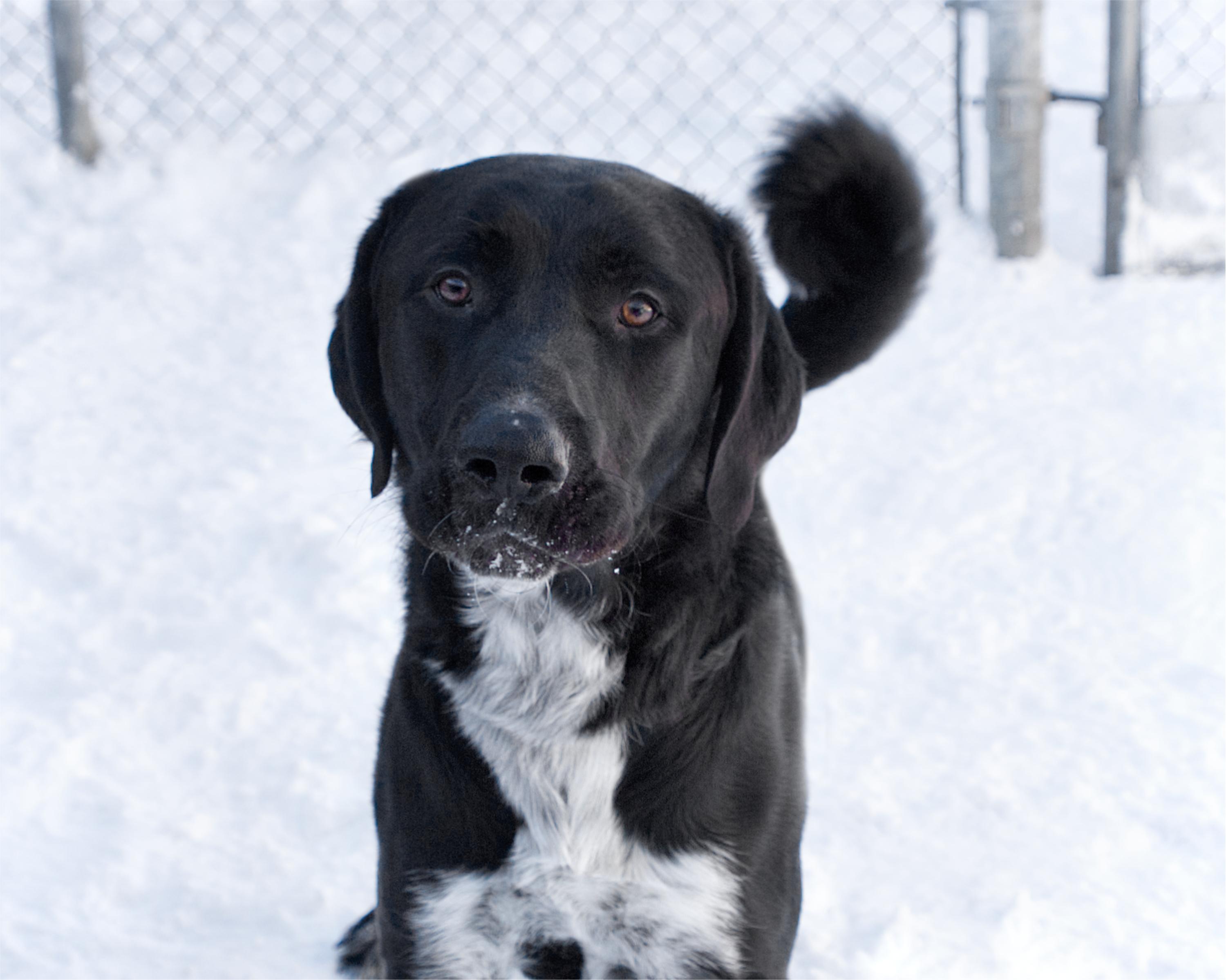 Dane, adoptable, Adult Male Border Collie & Labrador Retriever.