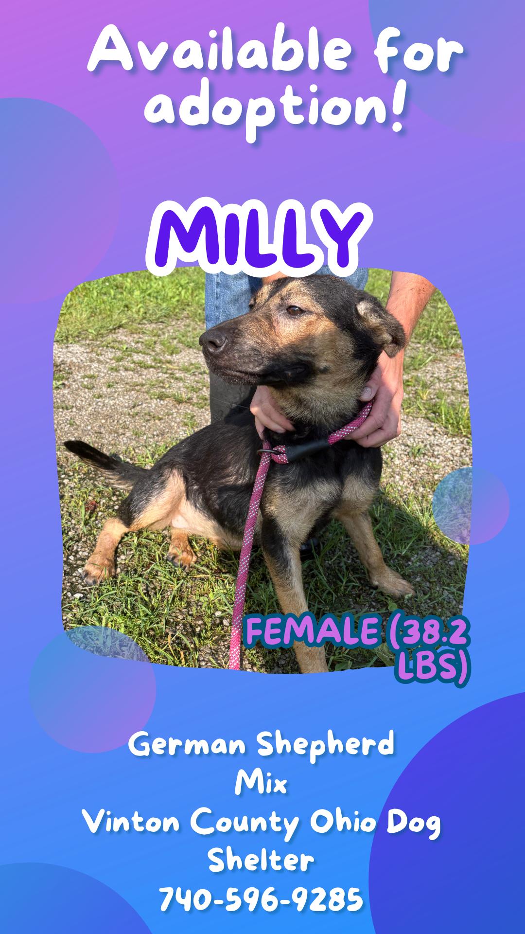 Milly, adopted, Young Female German Shepherd Dog.