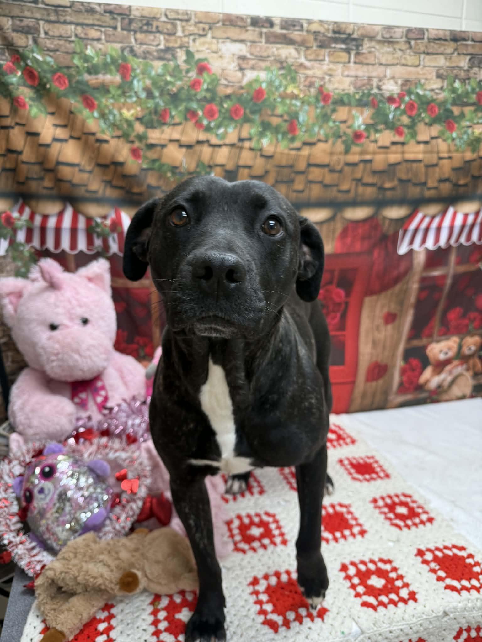 Enlarge Gumdrop, a ADOPTABLE Pit Bull Terrier in Statesboro, GA image 2/2