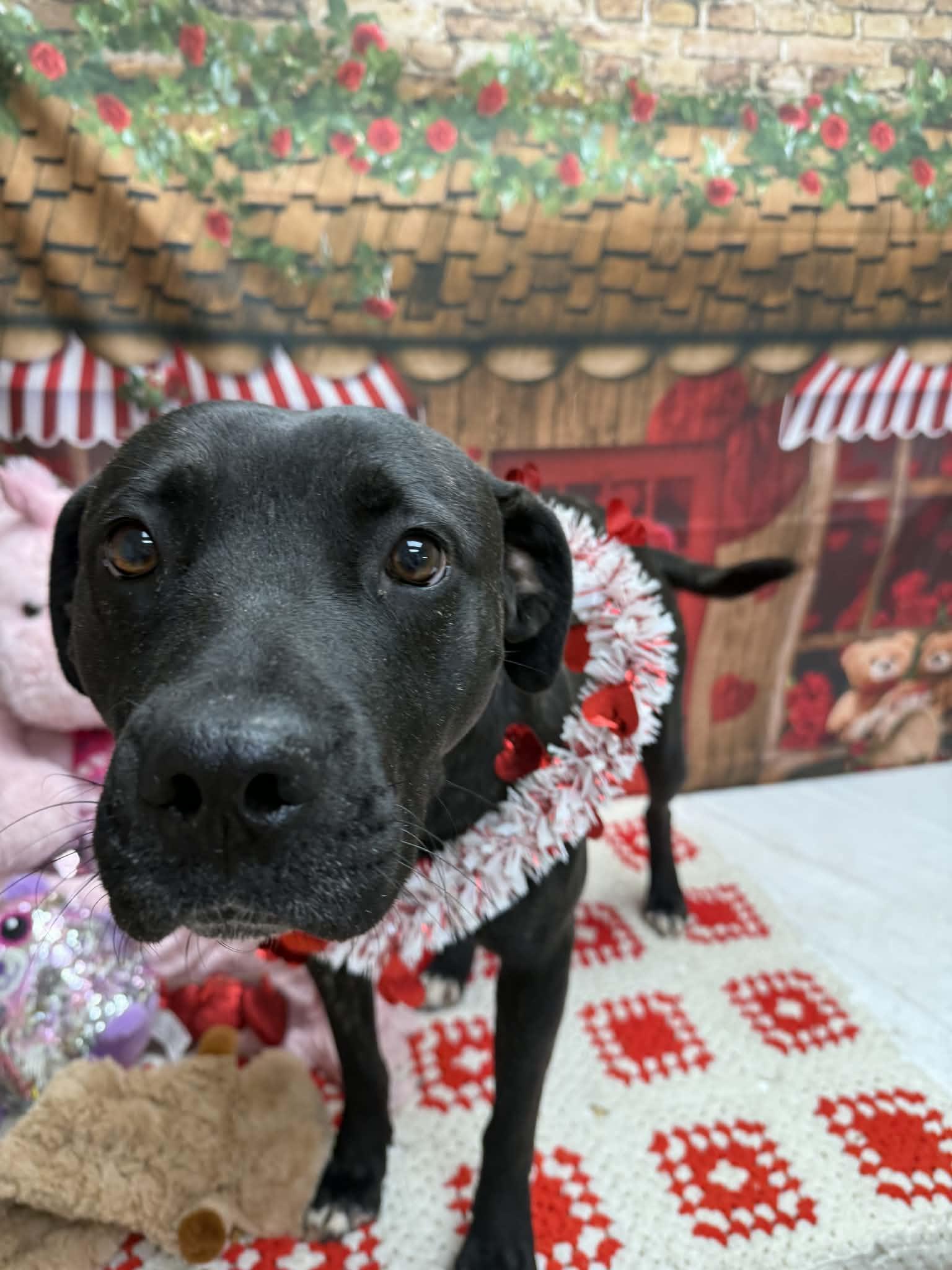 Gumdrop, ADOPTABLE, Adult Female Pit Bull Terrier.