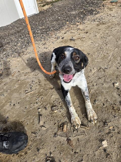 DUKE, Adoptable, Young Male Australian Cattle Dog / Blue Heeler & Mixed Breed.