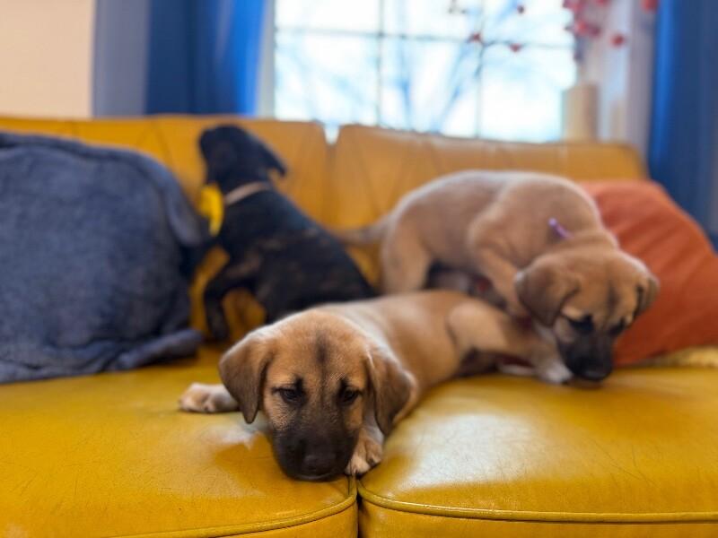 Gus Goofy boy — thumbnail 5