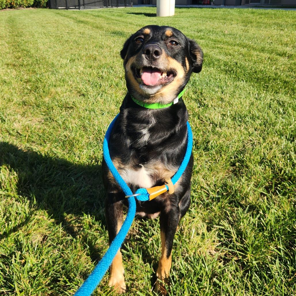 Enlarge Ainsley, a Adoptable Australian Kelpie in Fort Wayne, IN image 2/2