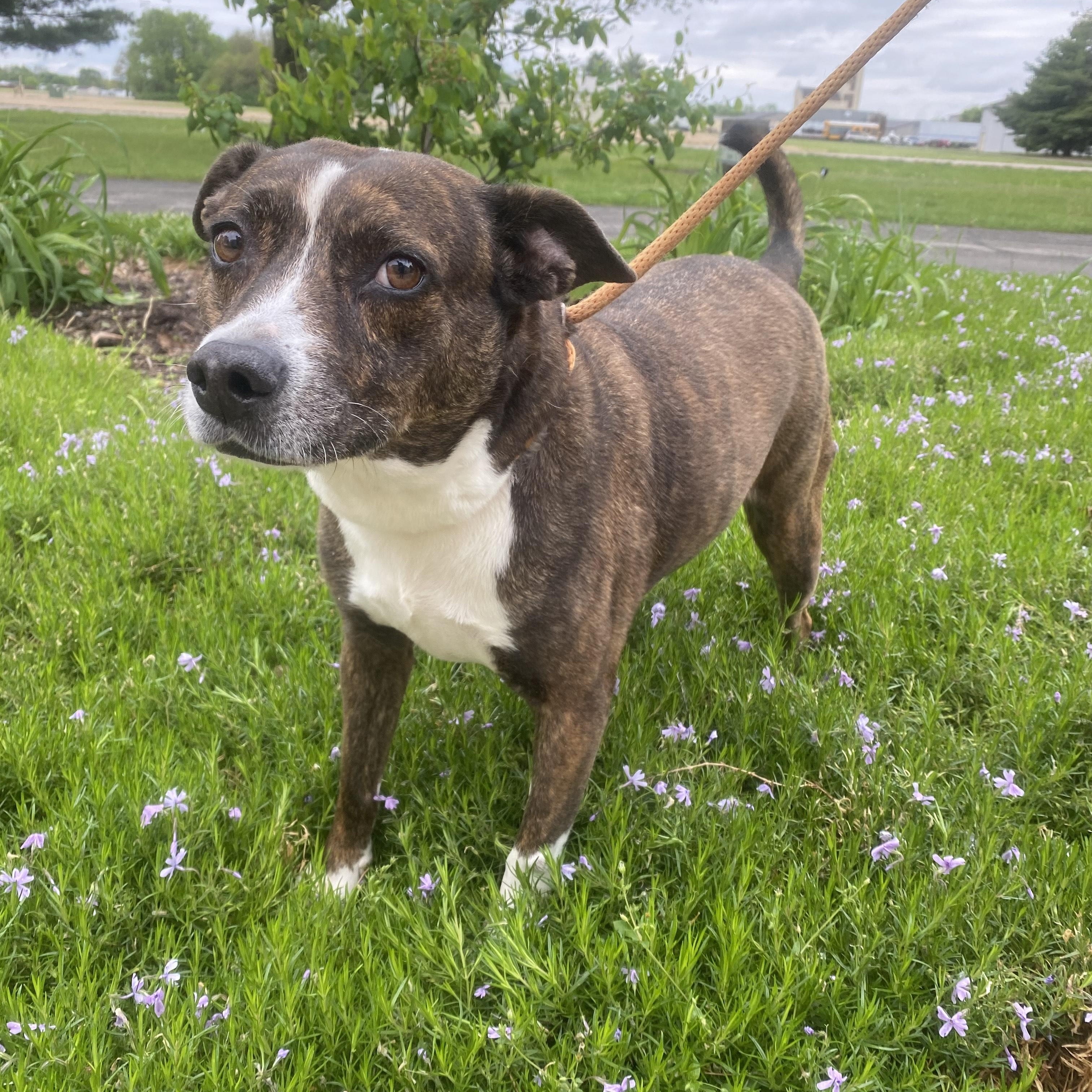 Gidget, a Adoptable mixed breed in Columbus, IN image 2/3