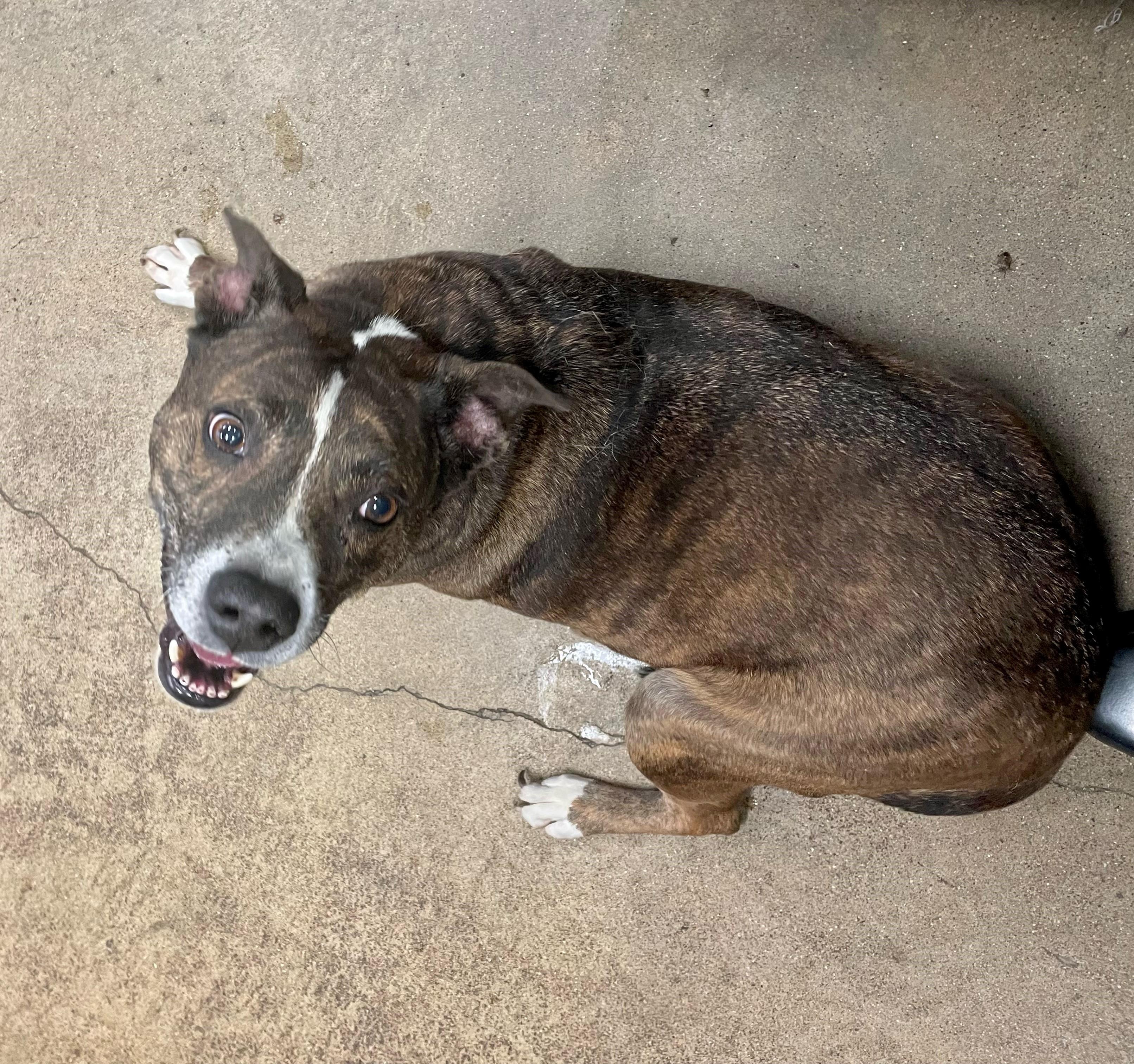 Gidget, a Adoptable mixed breed in Columbus, IN image 3/3