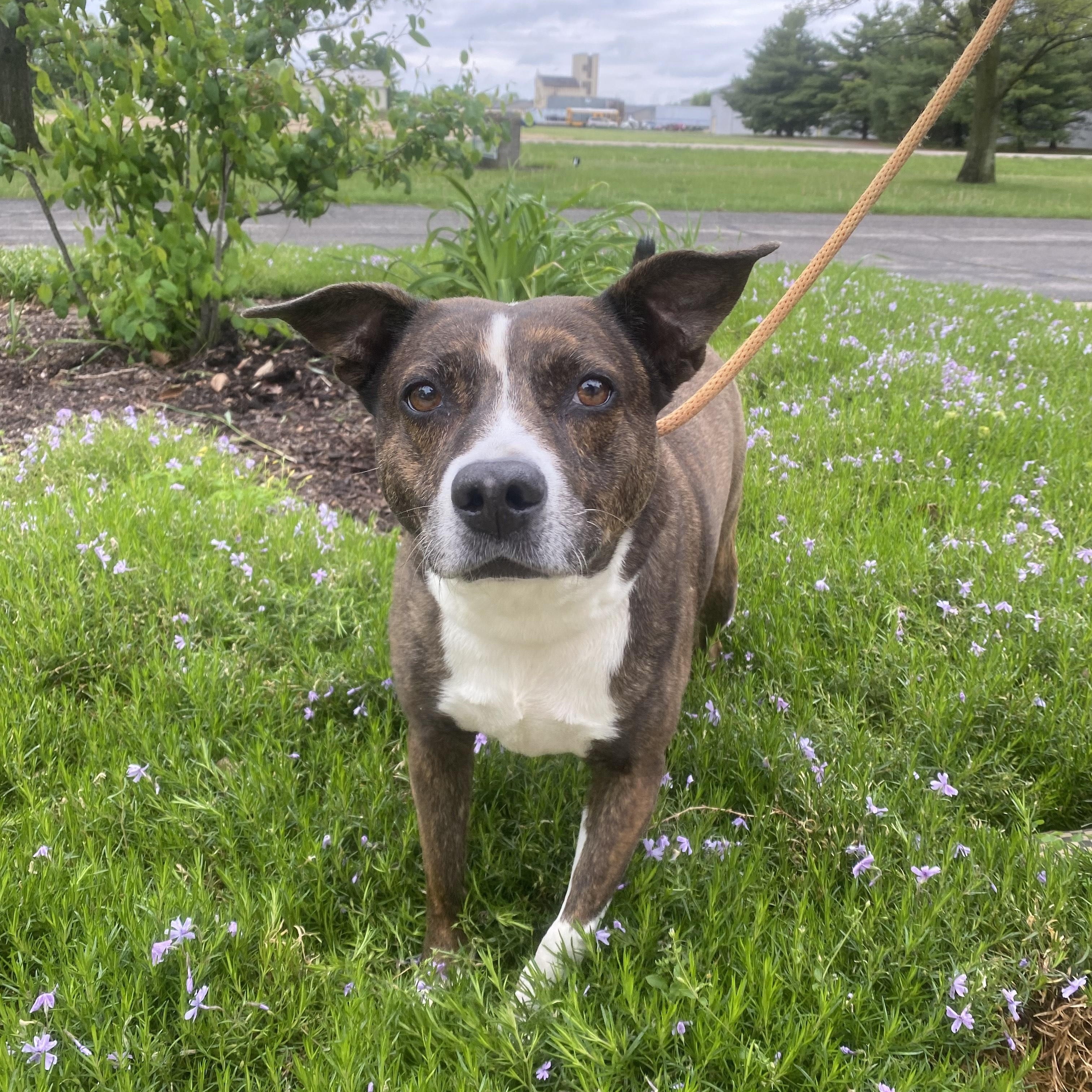 Gidget, Adoptable, Senior Female Pit Bull Terrier.