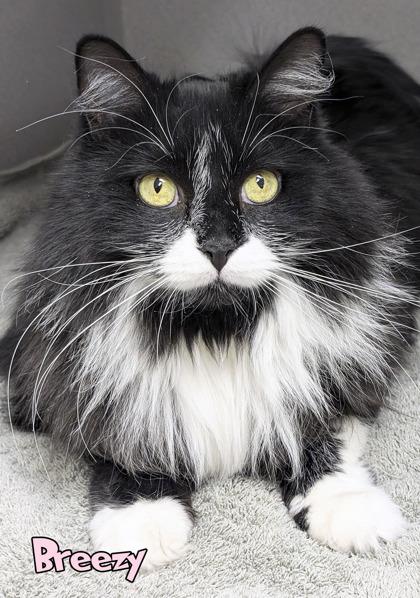 Enlarge Breezy, a Adoptable mixed breed in Mason, MI image 1/1