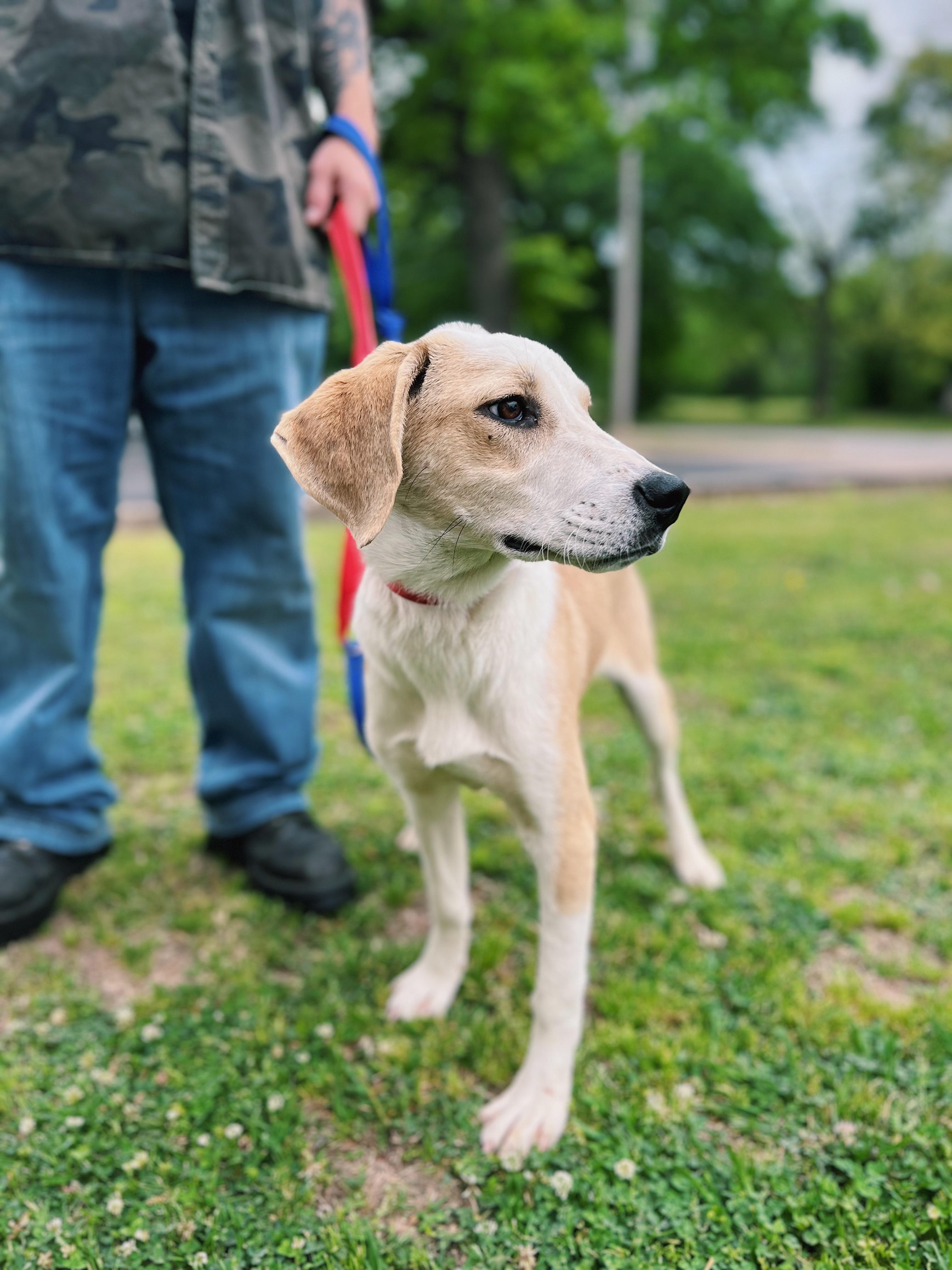 Biscuit, ADOPTABLE, Young Female Labrador Retriever.