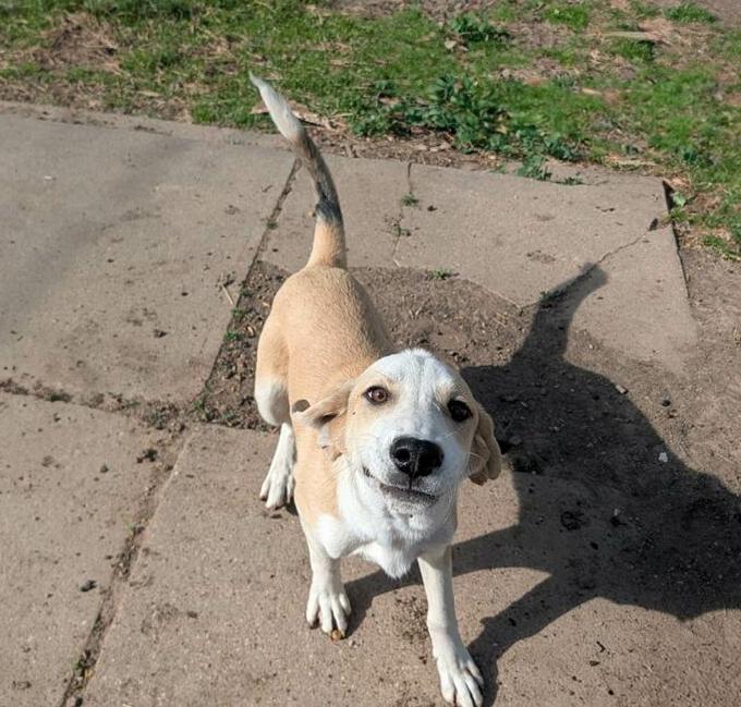 Enlarge Biscuit, a ADOPTABLE mixed breed in Okmulgee, OK image 4/6