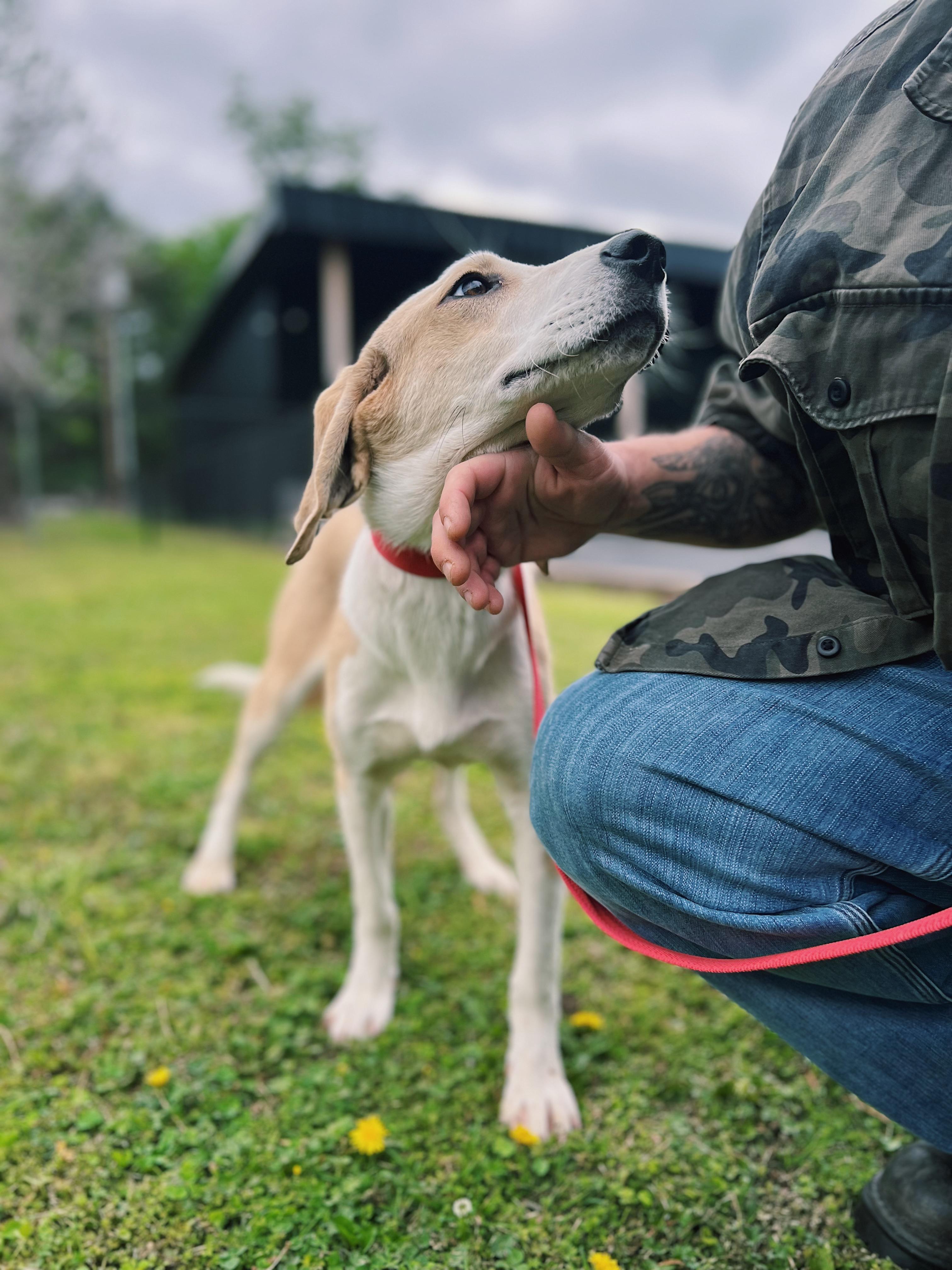 Enlarge Biscuit, a ADOPTABLE mixed breed in Okmulgee, OK image 6/6