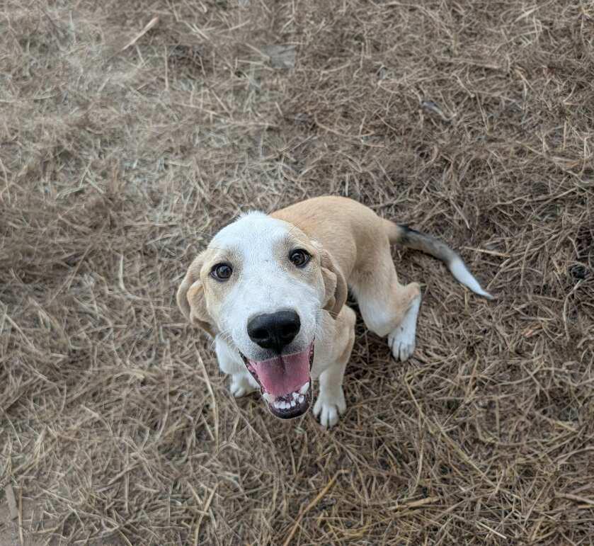 Enlarge Biscuit, a ADOPTABLE mixed breed in Okmulgee, OK image 3/6