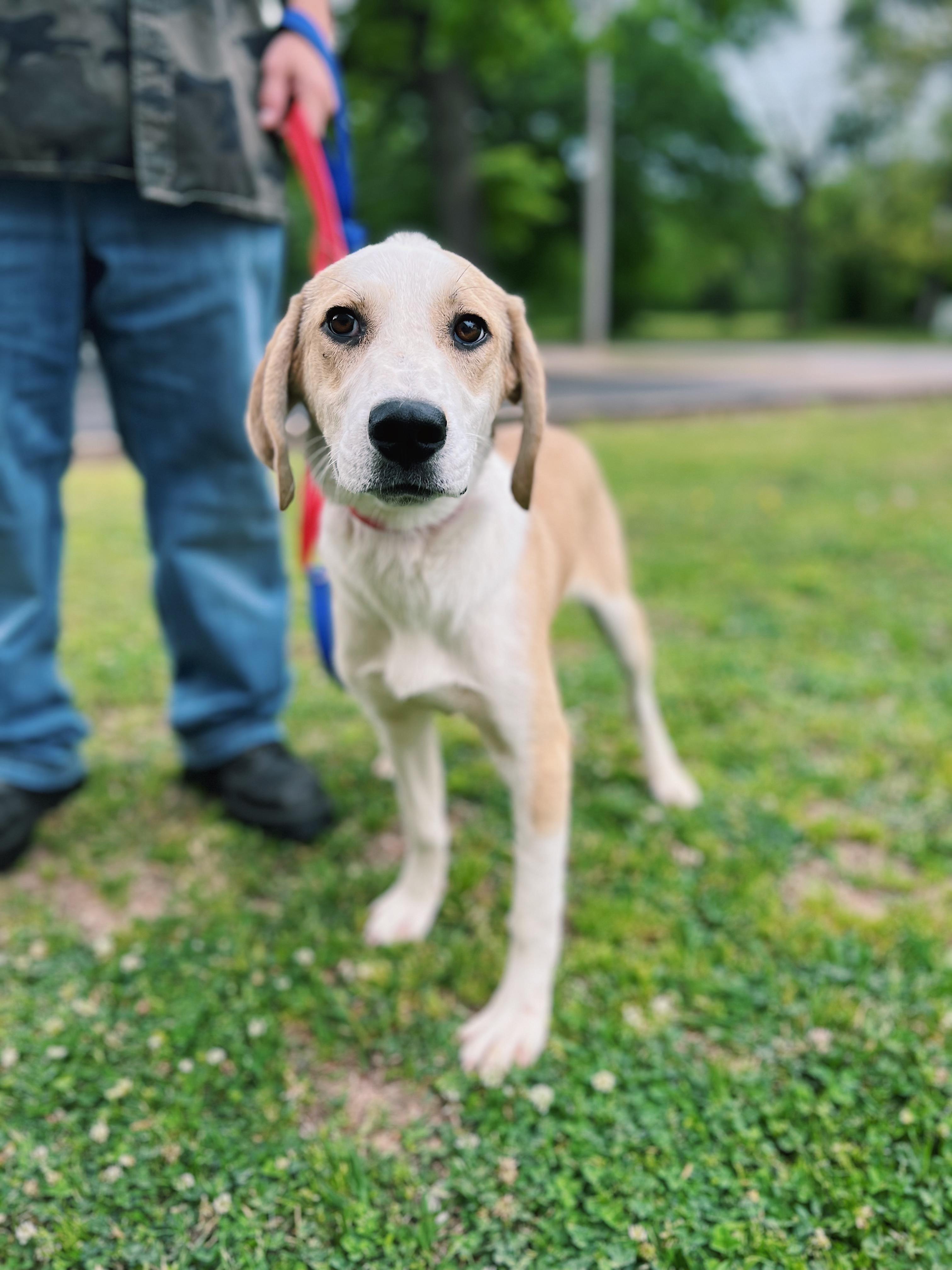 Enlarge Biscuit, a ADOPTABLE mixed breed in Okmulgee, OK image 2/6