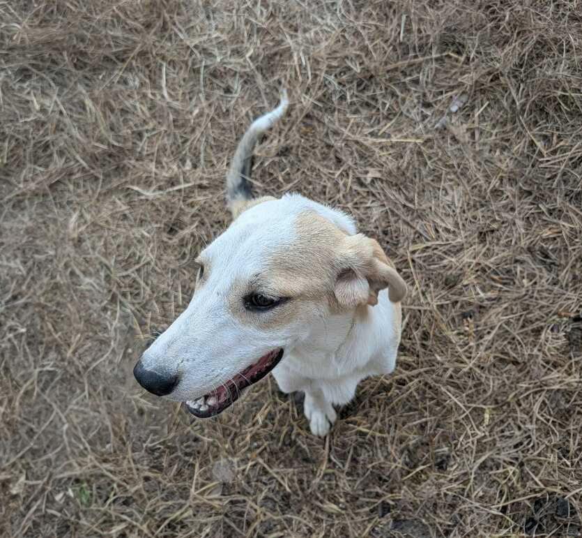 Enlarge Biscuit, a ADOPTABLE mixed breed in Okmulgee, OK image 5/6