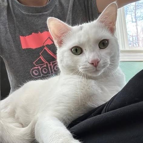 Rose, Adoptable, Young Female Domestic Short Hair.