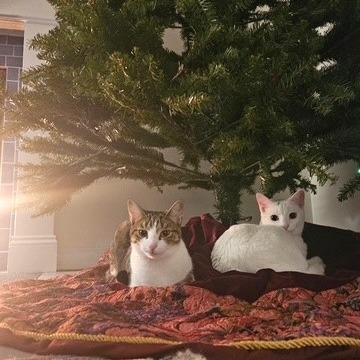 Rose, Adoptable, Young Female Domestic Short Hair.