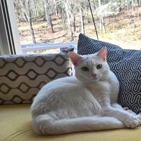 Rose, a Adoptable Domestic Short Hair in Charlottesville, VA image 3/6