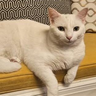 Rose, a Adoptable Domestic Short Hair in Charlottesville, VA image 3/6