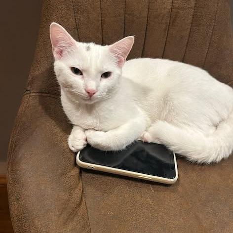 Enlarge Rose, a Adoptable Domestic Short Hair in Charlottesville, VA image 3/6