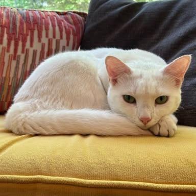 Enlarge Rose, a Adoptable Domestic Short Hair in Charlottesville, VA image 5/6