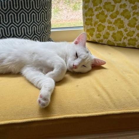 Enlarge Rose, a Adoptable Domestic Short Hair in Charlottesville, VA image 4/6