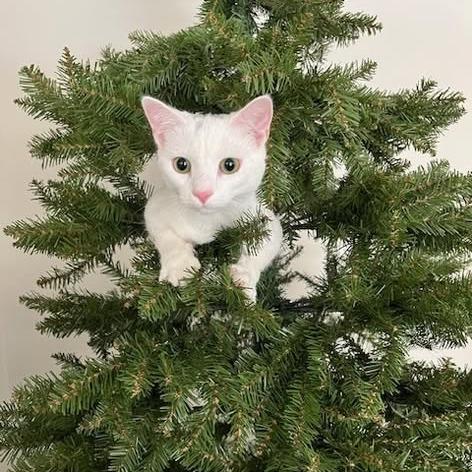 Rose, a Adoptable Domestic Short Hair in Charlottesville, VA image 2/3