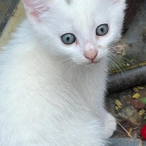 Rose, a Adoptable Domestic Short Hair in Charlottesville, VA image 3/3