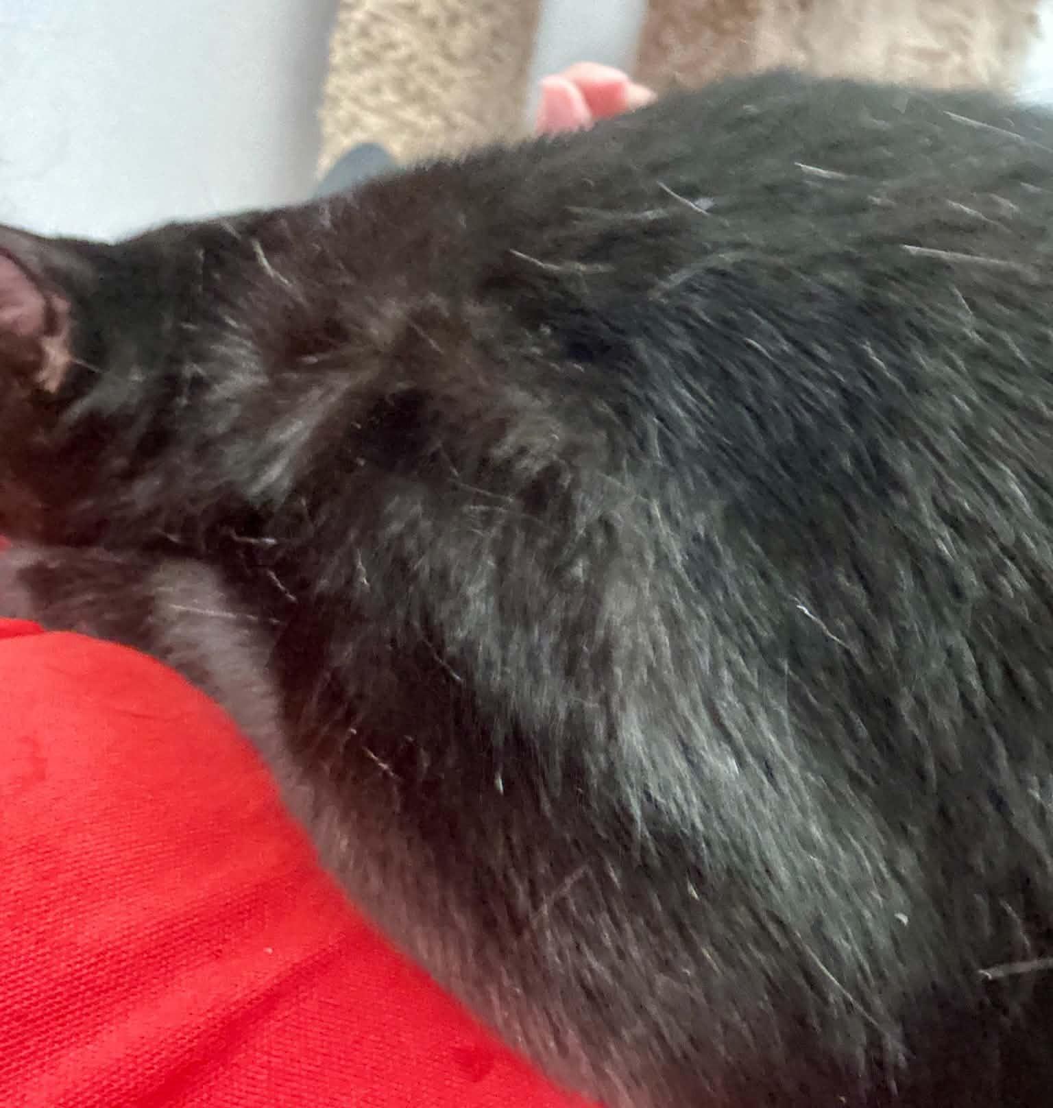 Enlarge Wesley, a Adopted Domestic Short Hair in Wakefield, RI image 2/2