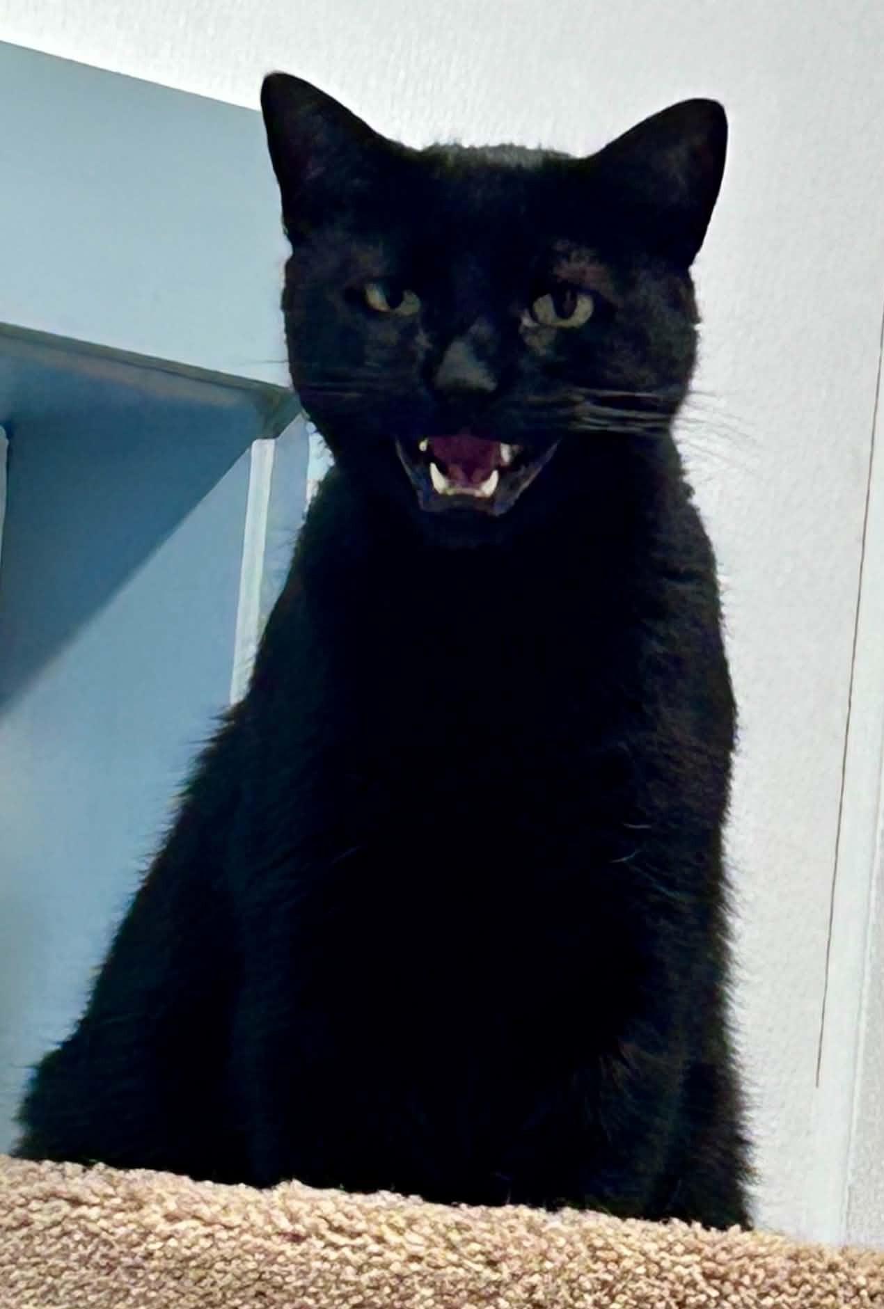 Enlarge Wesley, a Adoptable Domestic Short Hair in Wakefield, RI image 1/1