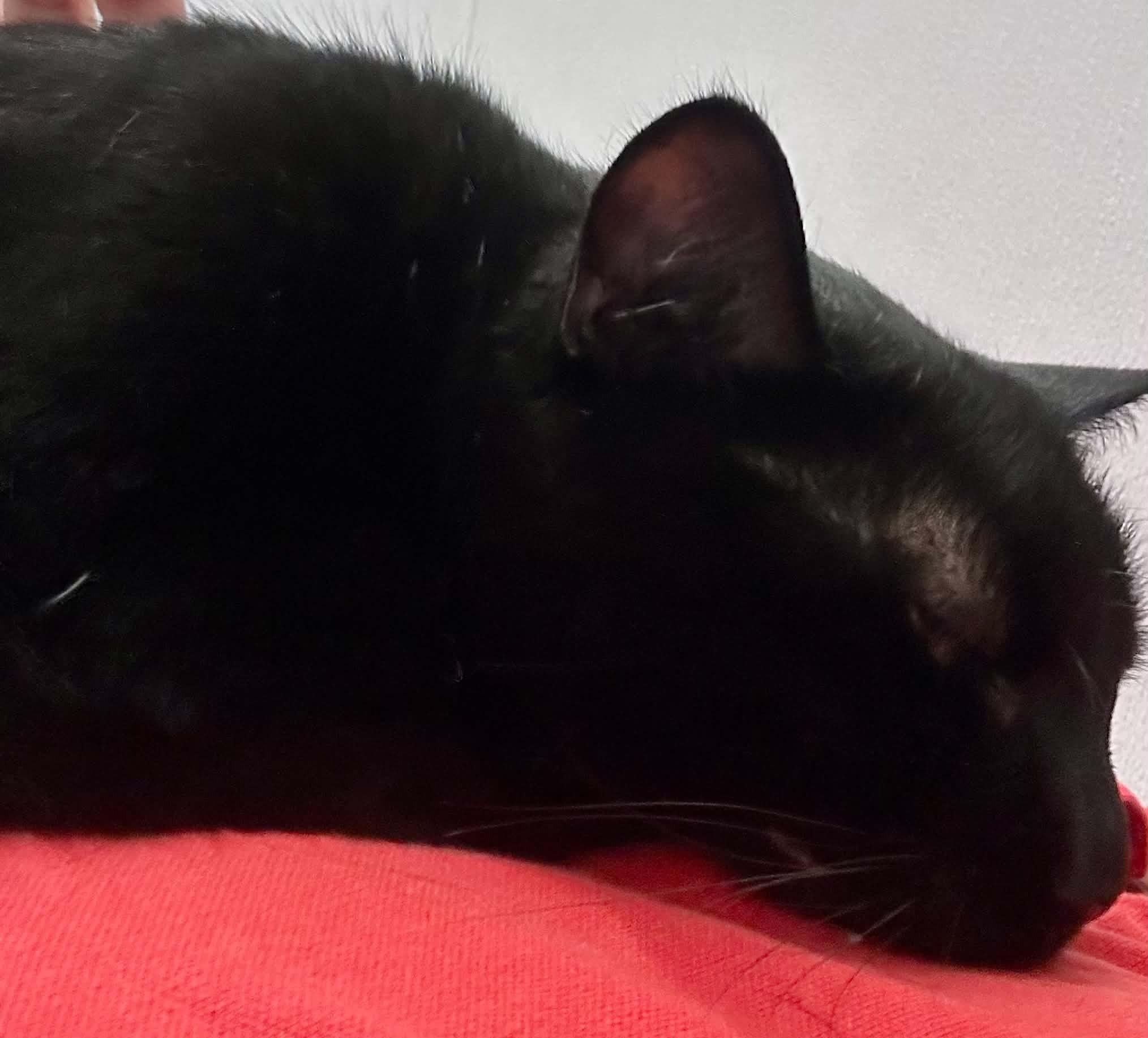 Enlarge Wesley, a Adopted Domestic Short Hair in Wakefield, RI image 1/2