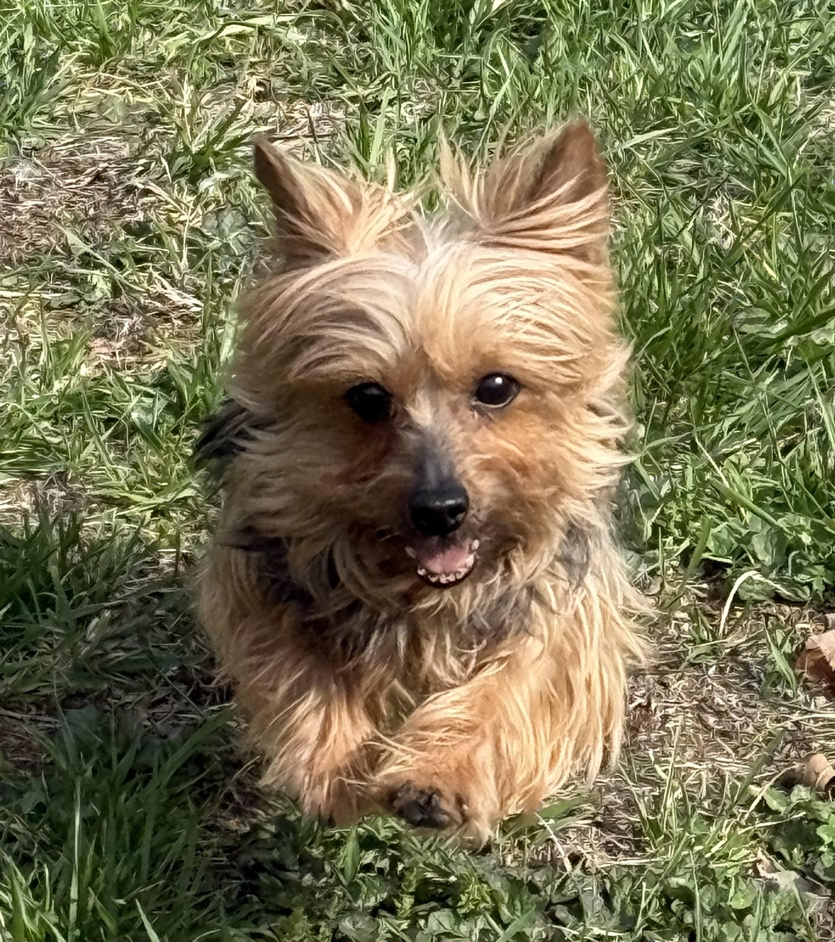 DOLLY PAWTON, ADOPTABLE, Adult Female Yorkshire Terrier.