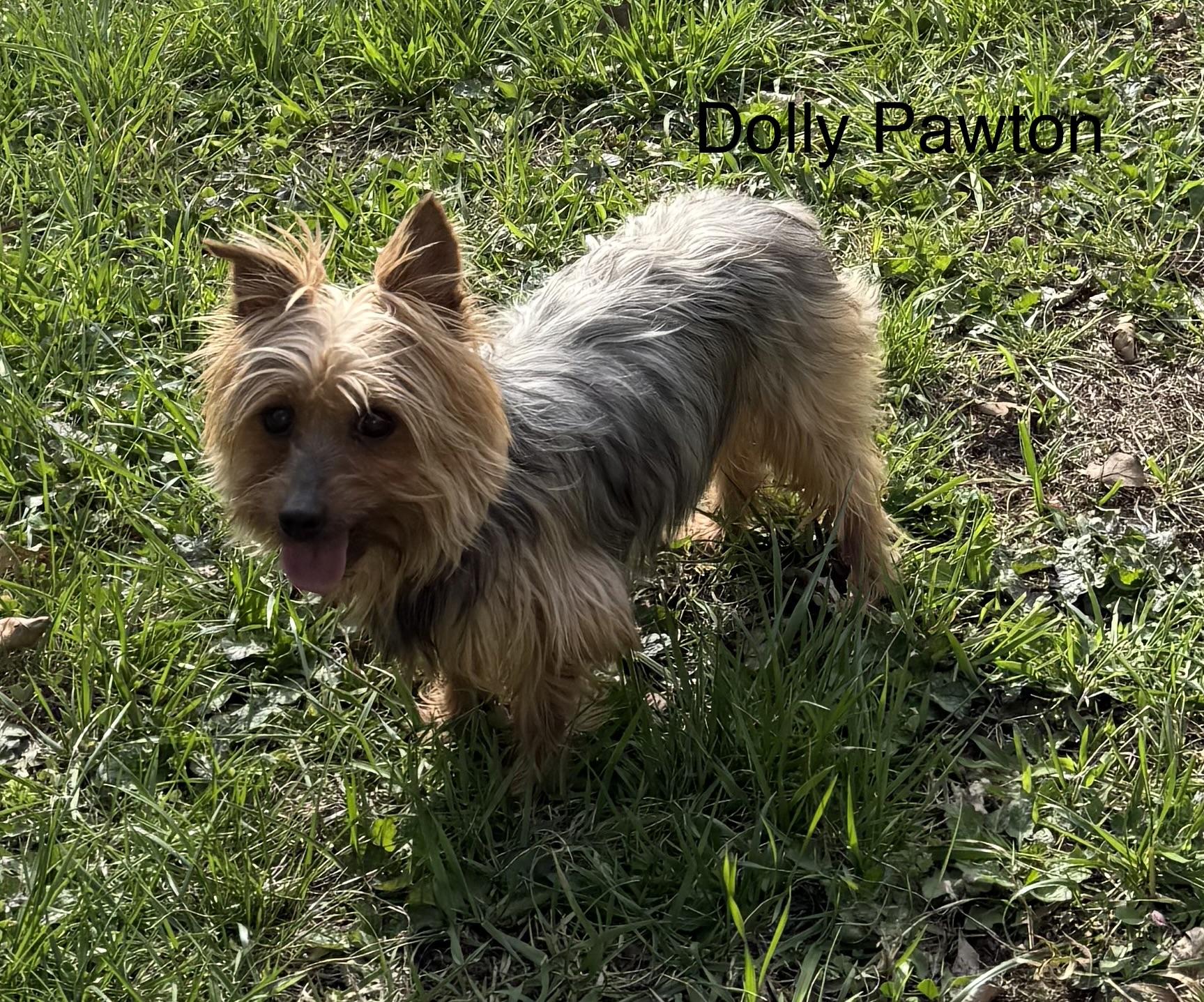 DOLLY PAWTON, a ADOPTABLE Yorkshire Terrier in Chicopee, MA image 2/4