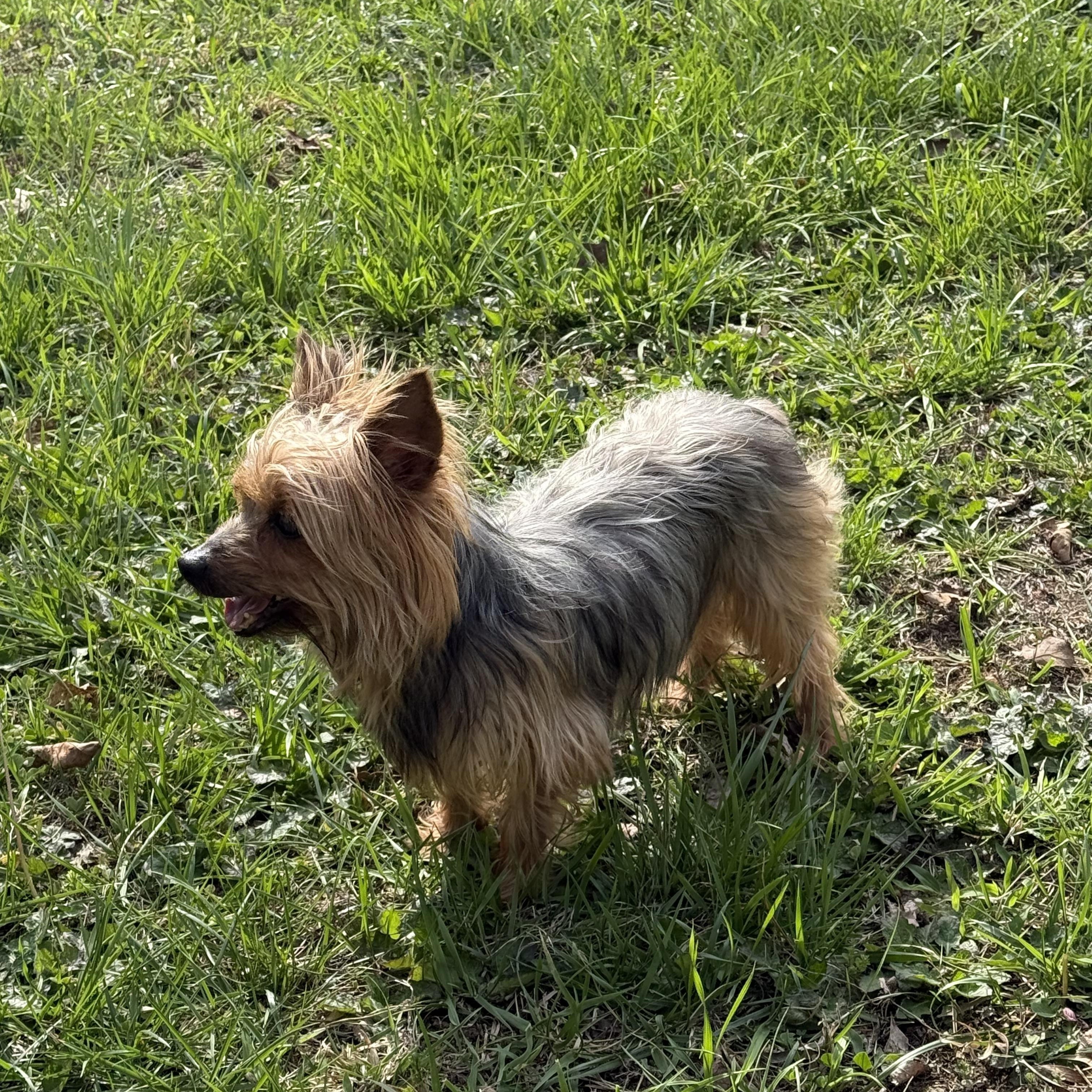 DOLLY PAWTON, a ADOPTABLE Yorkshire Terrier in Chicopee, MA image 3/4