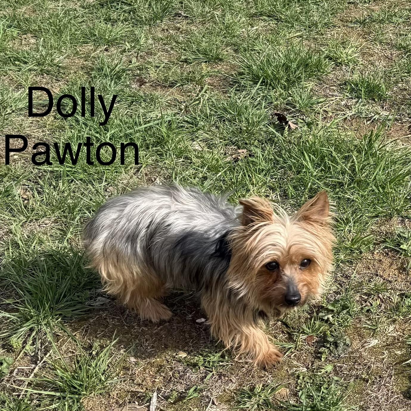 DOLLY PAWTON, a ADOPTABLE Yorkshire Terrier in Chicopee, MA image 4/4