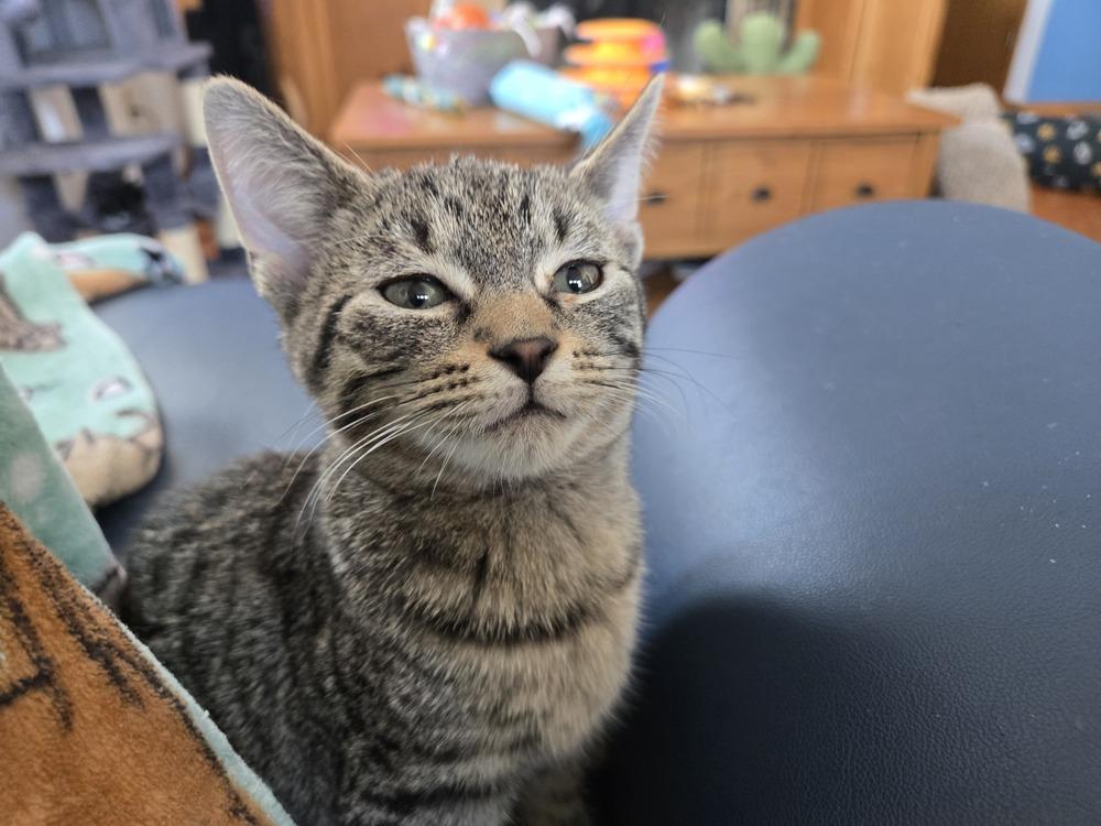 Norris, Adoptable, Kitten Male Domestic Short Hair.