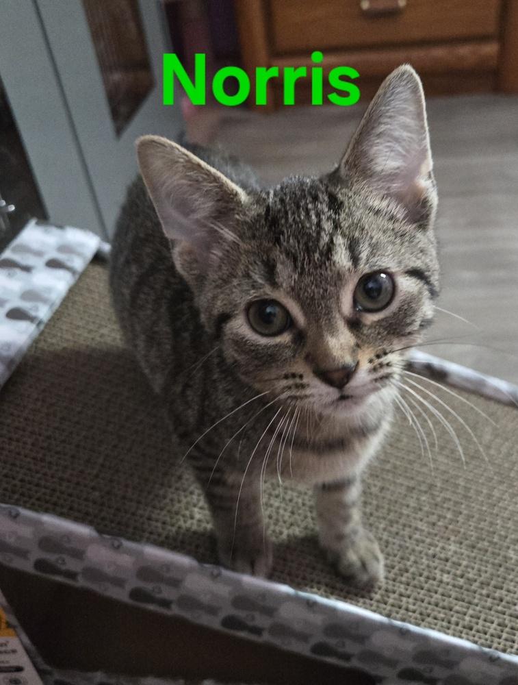 Norris, a Adoptable mixed breed in Union Grove, WI image 2/3