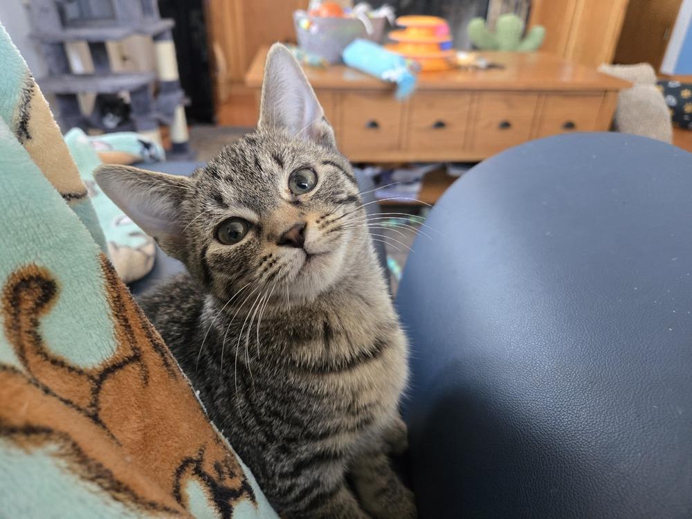 Norris, a Adoptable mixed breed in Union Grove, WI image 3/3