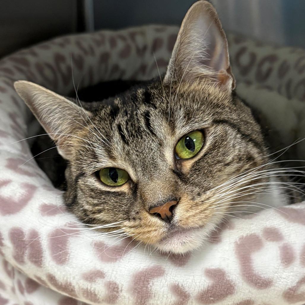 Bonnie, Adoptable, Adult Female Domestic Short Hair.