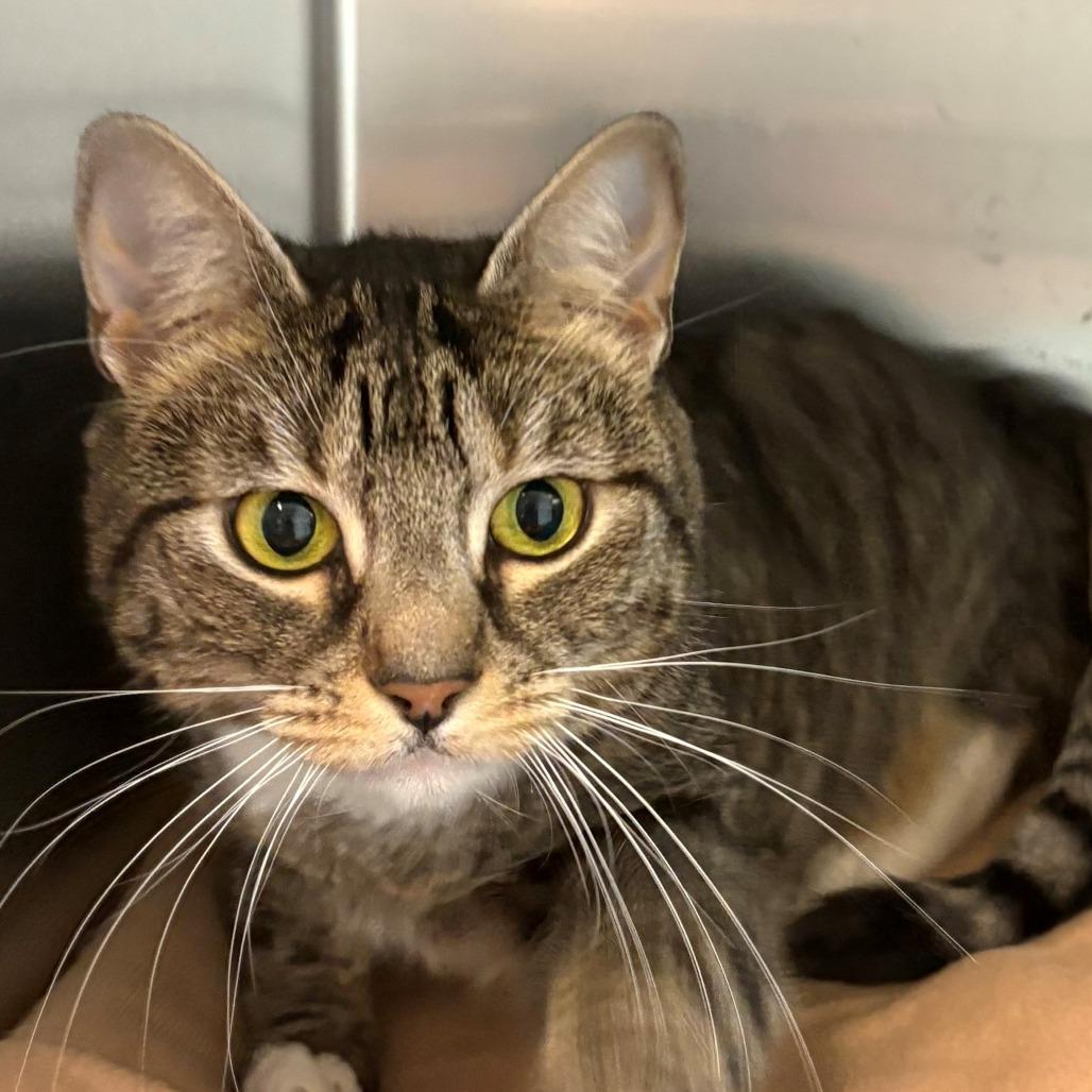 Bonnie, Adoptable, Adult Female Domestic Short Hair.