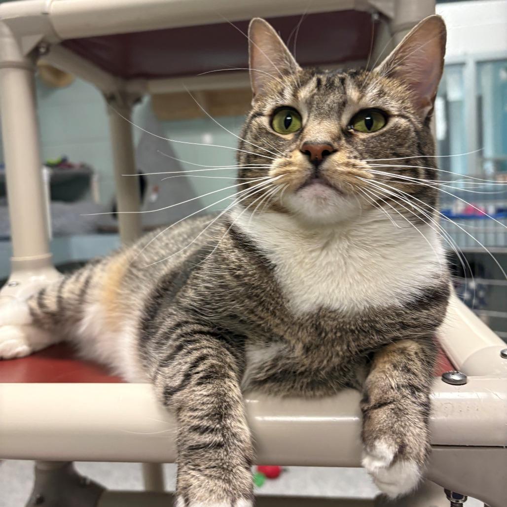 Enlarge Bonnie, a Adoptable Domestic Short Hair in East Hanover, NJ image 2/4